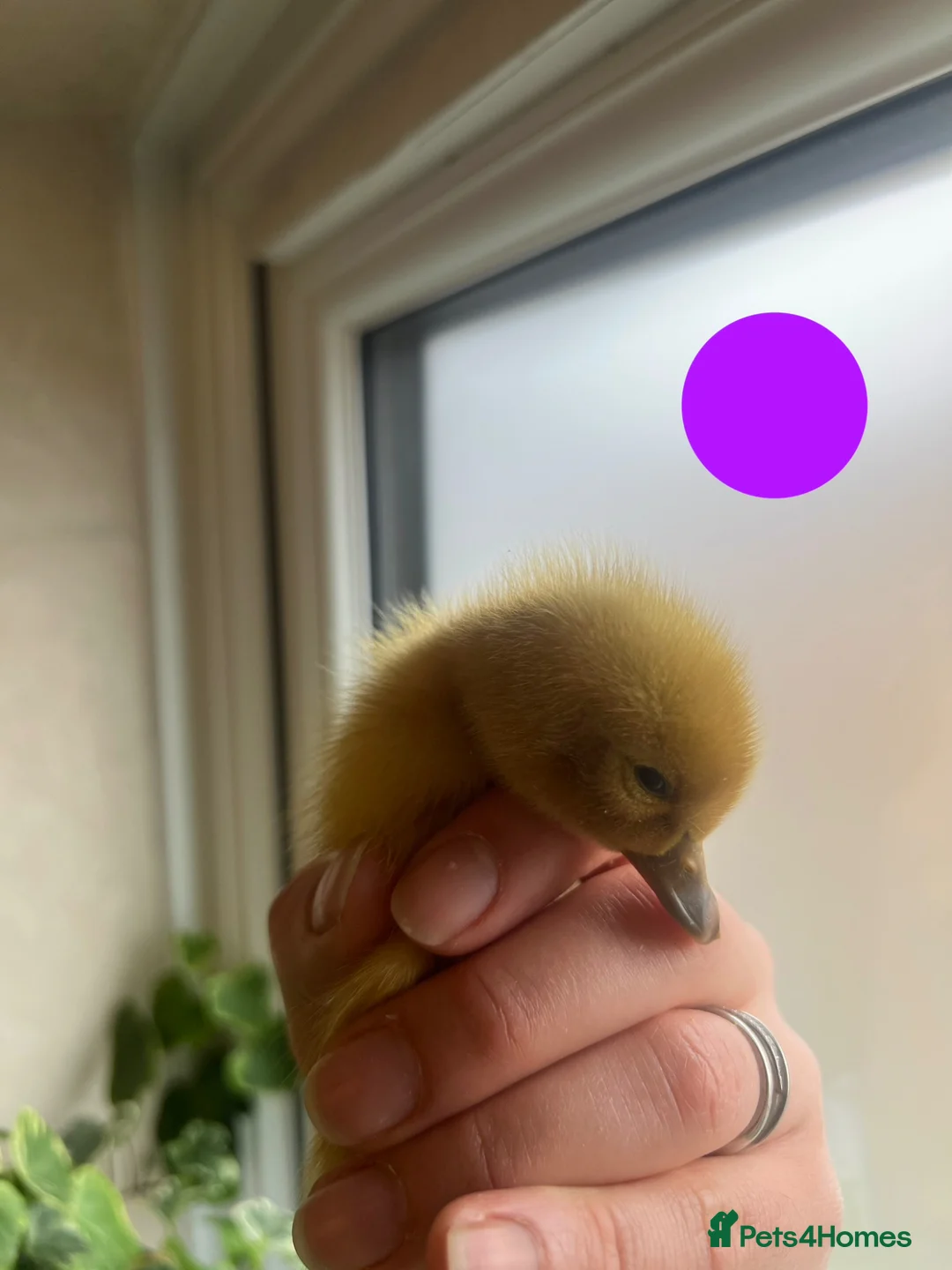 Ducks poultry for sale: Welsh Harlequin ducklings - Advert 7