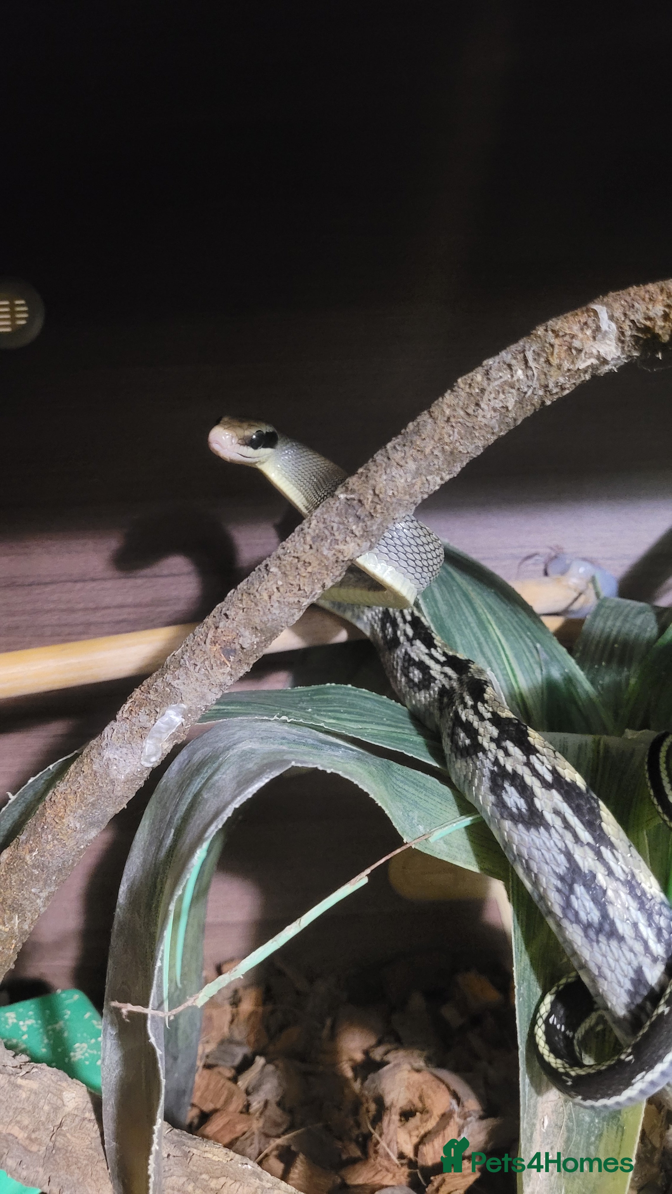 Rat Snake reptiles Vietnamese Blue beauty - Advert 17