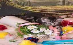 British Shorthair cats for sale: British Shorthair Tabby  - Image 1