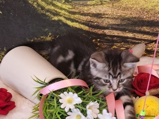 British Shorthair cats for sale - Advert 1