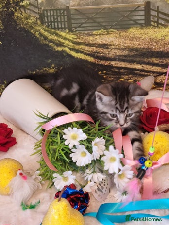 British Shorthair cats - Advert 1