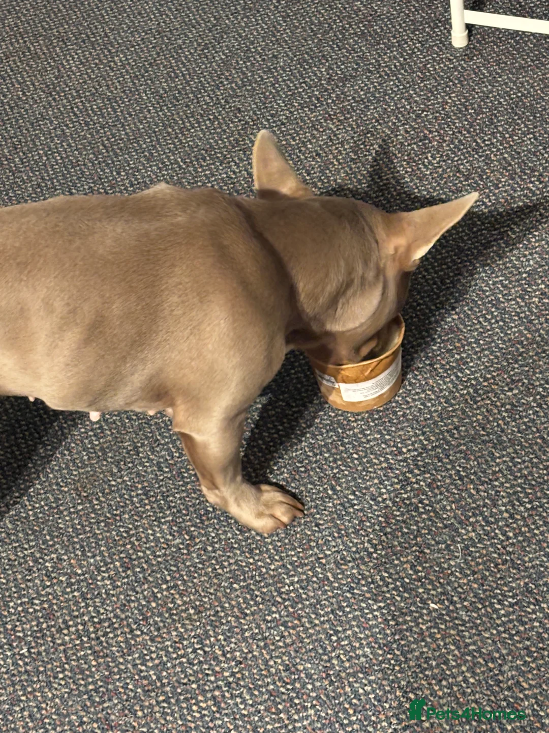 French Bulldog dogs for sale: French Bulldog Girl - Advert 3