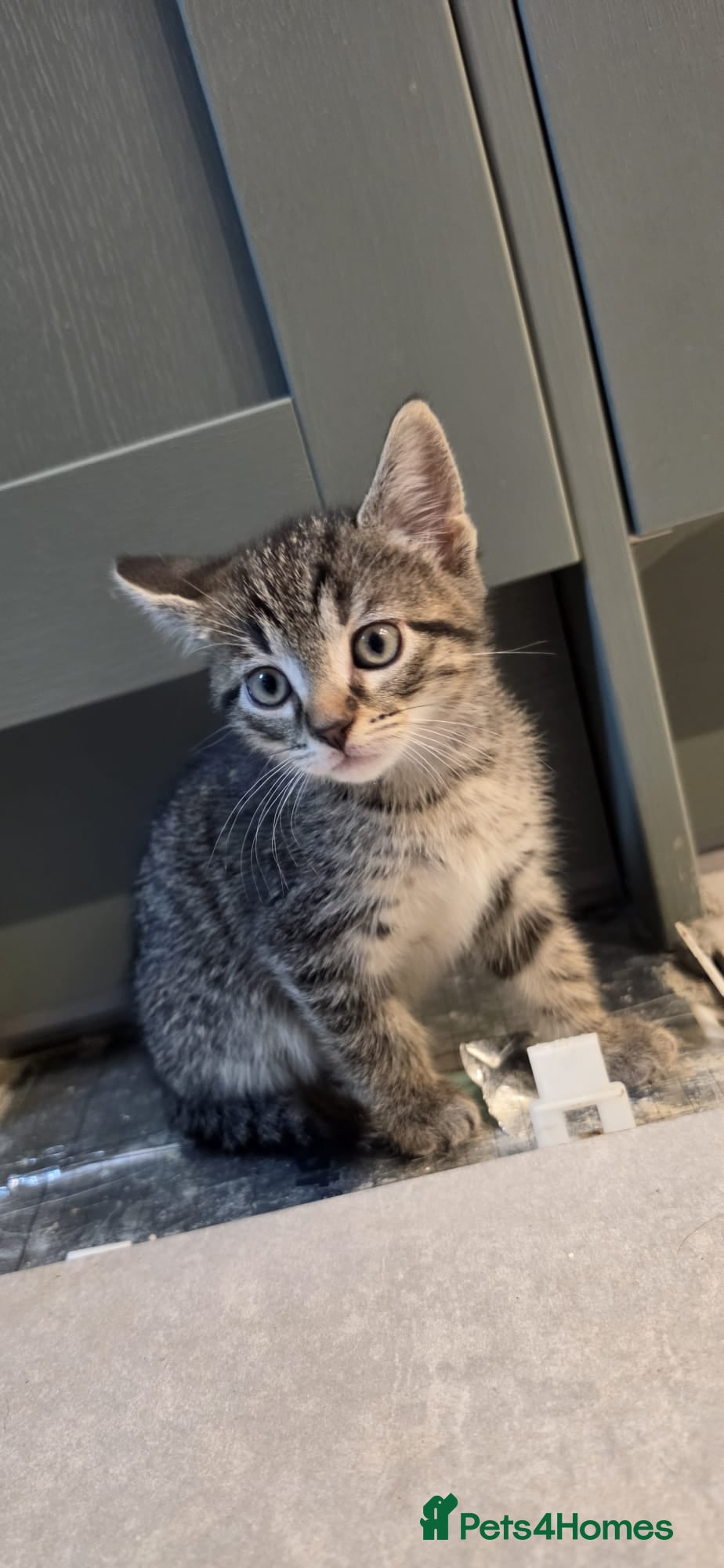 Mixed Breed cats Kittens for sale - Advert 17