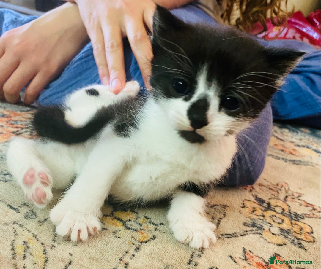 British Longhair cats for sale: 4x Domestic beautiful long haired kittens  - Image 1