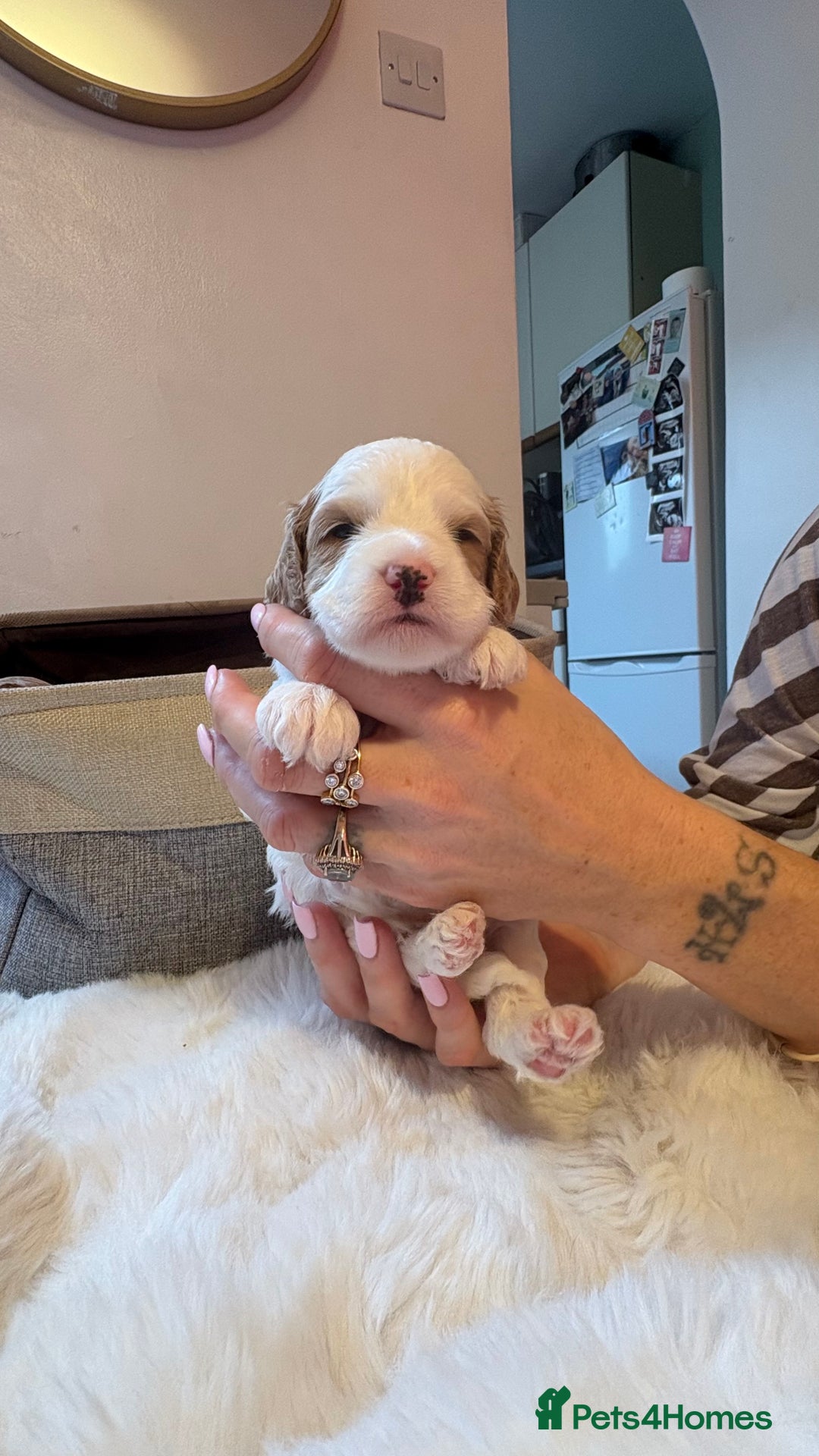 Cockapoo dogs for sale: 🐾 Adorable F2 Cockapoo Puppies! 🐾 - Image 7