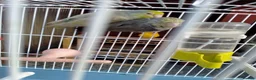 Parrots birds for sale: PAIR OF CELESTIAL PARROLETS LARGE CAGE ON WHEELS - Advert 7