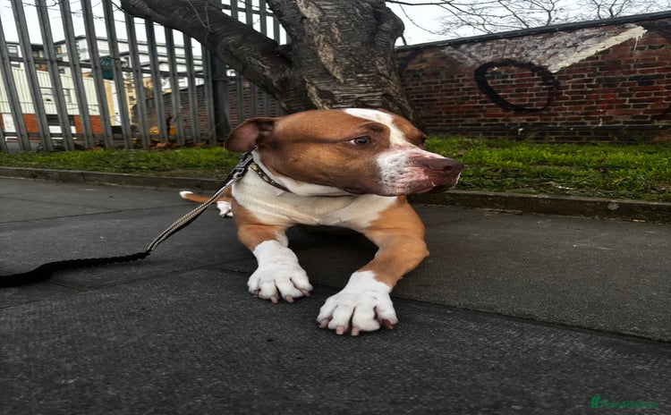 Mixed Breed dogs in London - Advert 8