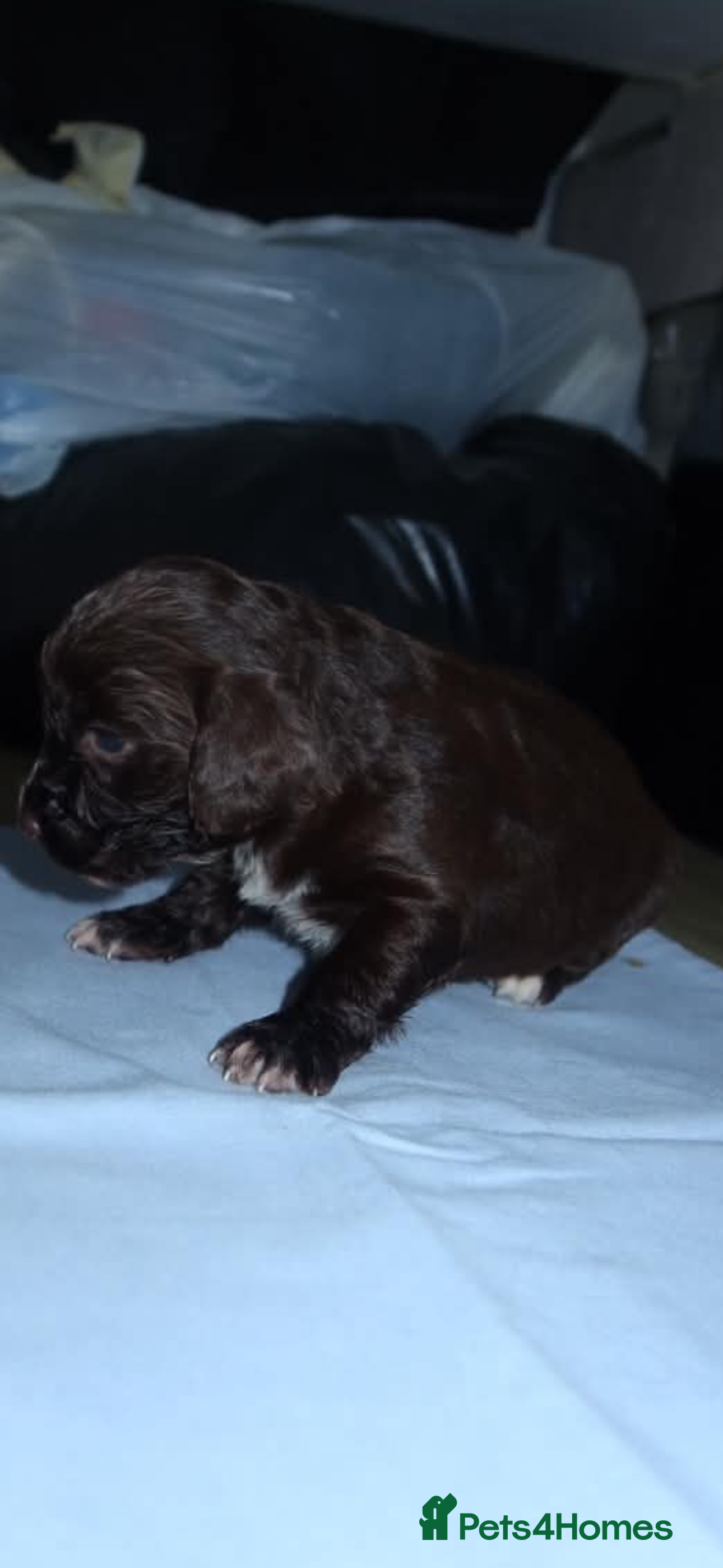 Mixed Breed dogs Puppies  - Advert 2