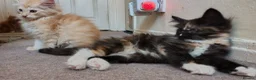 Norwegian Forest Cat cats for sale: Beautiful pedigree Norwegian Forest kittens  - Advert 6