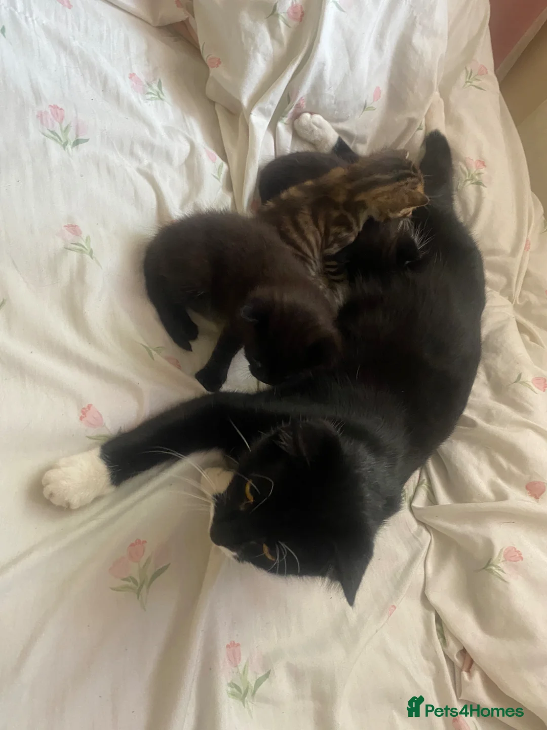 Mixed Breed cats for sale: 3 kittens in London - Advert 1