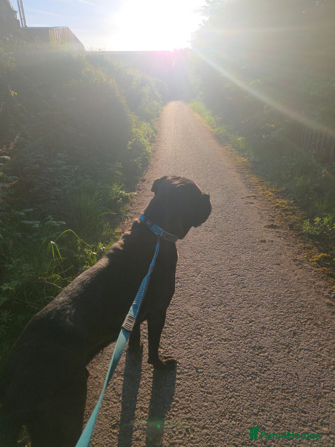 Cane Corso dogs for sale: Cane corso  in Derby - Advert 3