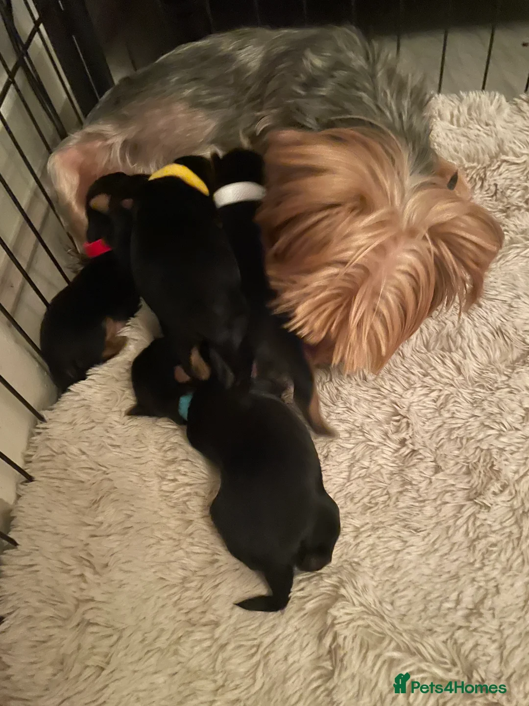 Yorkshire Terrier dogs for sale: PEDIGREE MINATURE YORKSHIRE TERRIER PUPS  - Advert 2