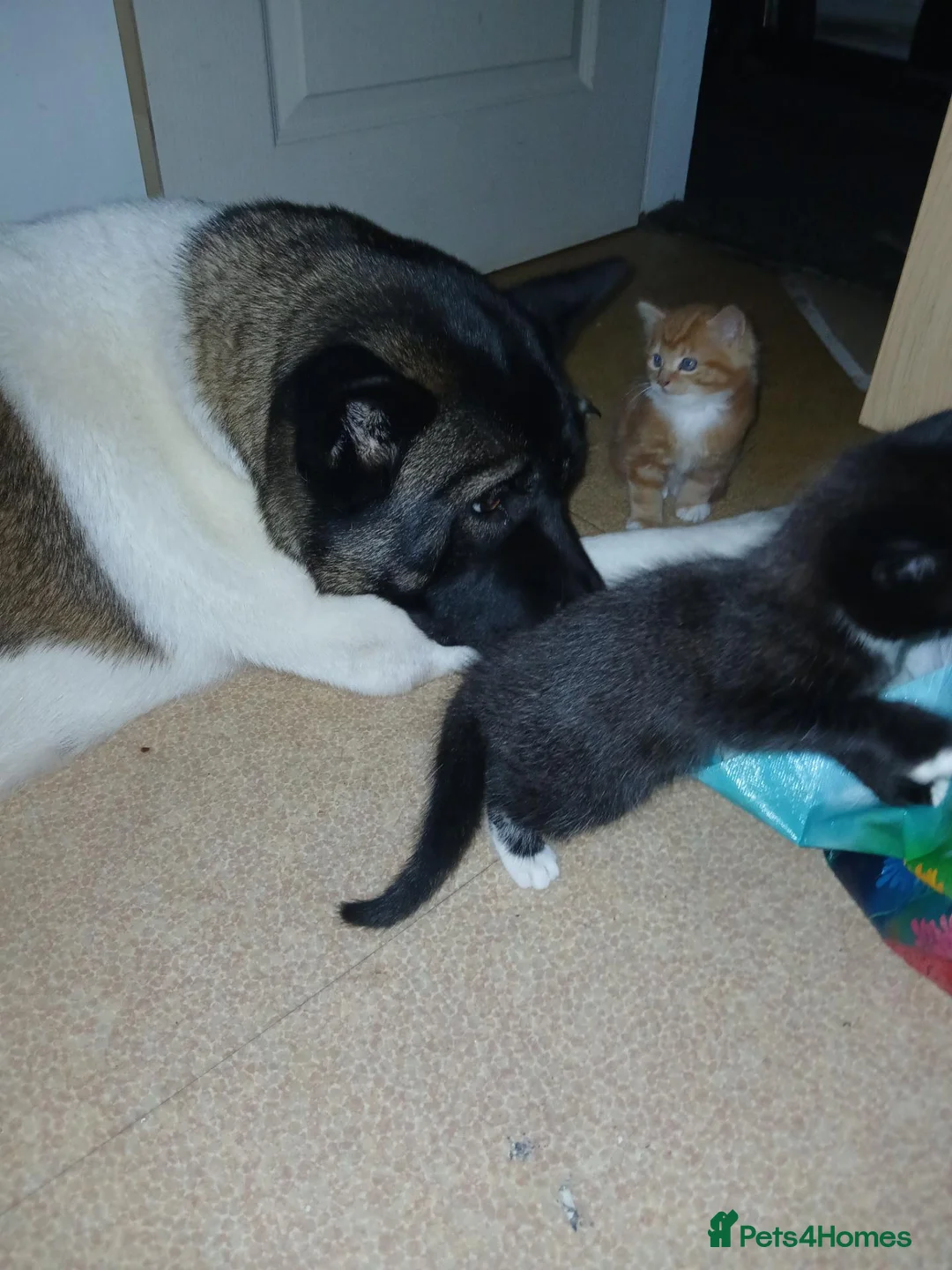 Turkish Angora cats for sale: Angels available soon  - Advert 2