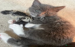 Domestic Shorthair cats for sale: Happy healthy kittens - Image 3