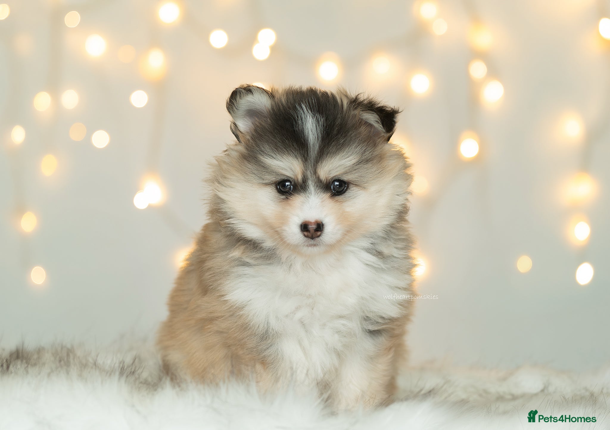 Pomsky dogs F3 Pomsky puppies from fully health tested parents - Advert 4