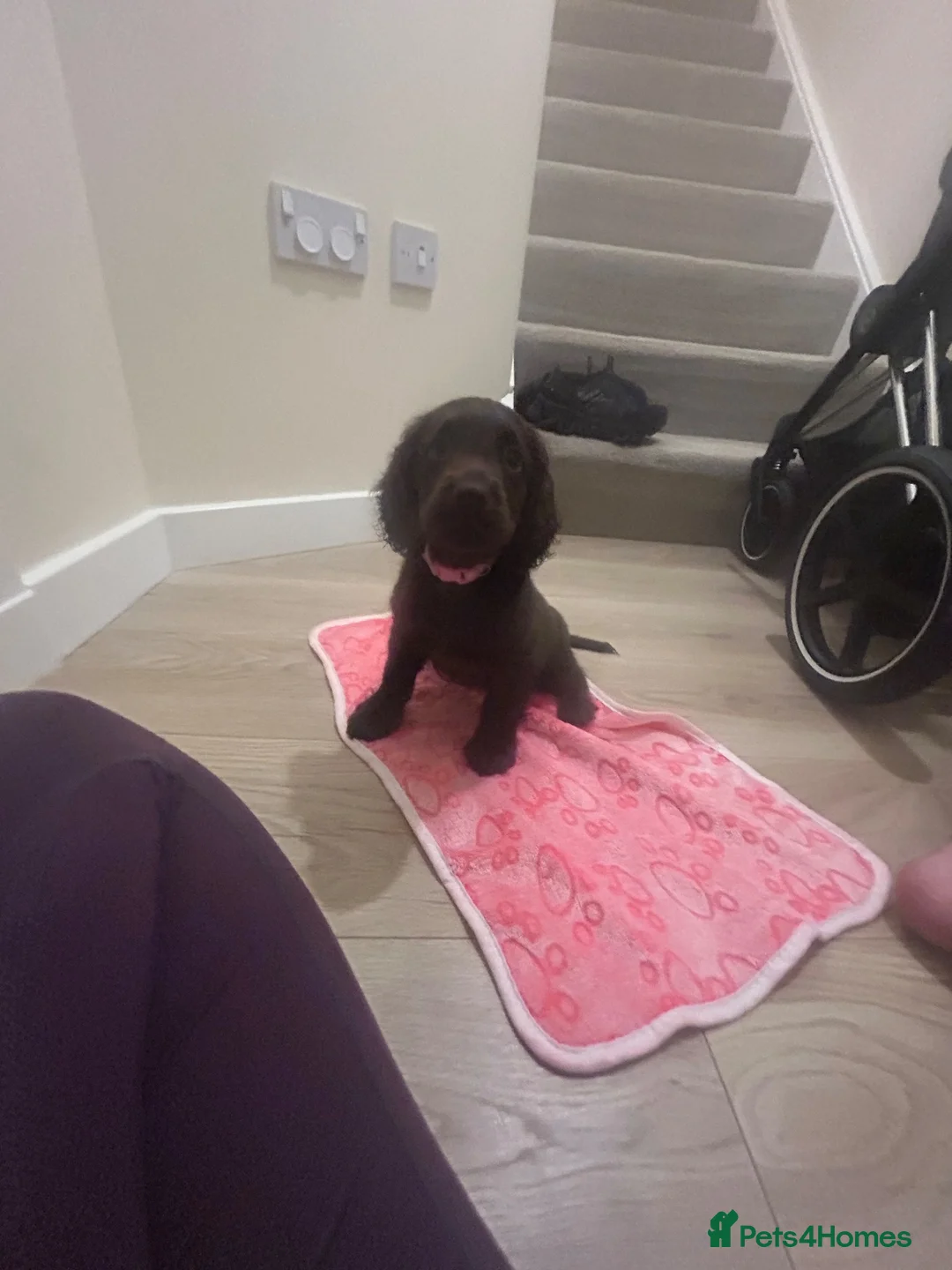 Cocker Spaniel dogs for sale: KC cocker spaniel puppies  - Advert 1