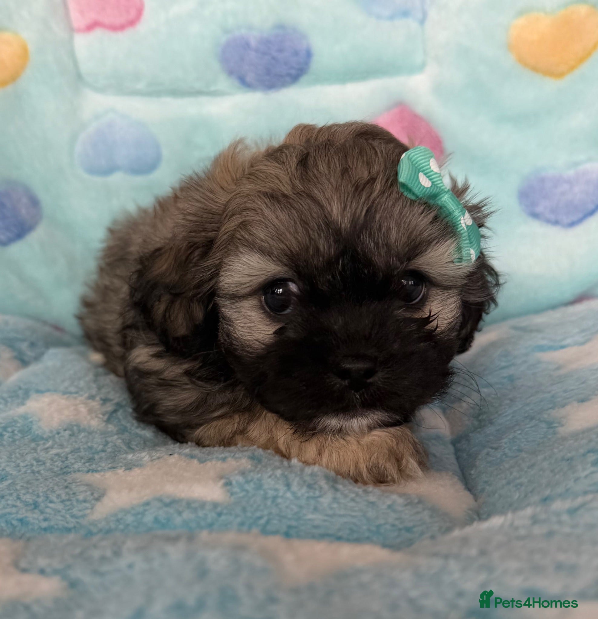 Mixed Breed dogs Peakapoo puppies 🐶  - Advert 2