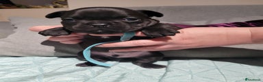 French Bulldog Puppy 3