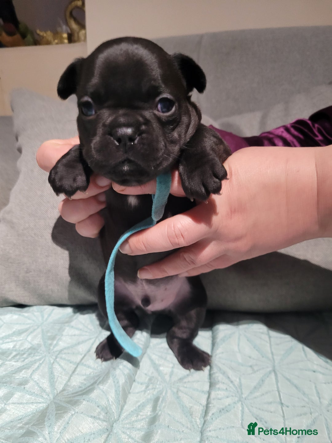 French Bulldog dogs for sale: 2 Girls and 4 Boys - Advert 16