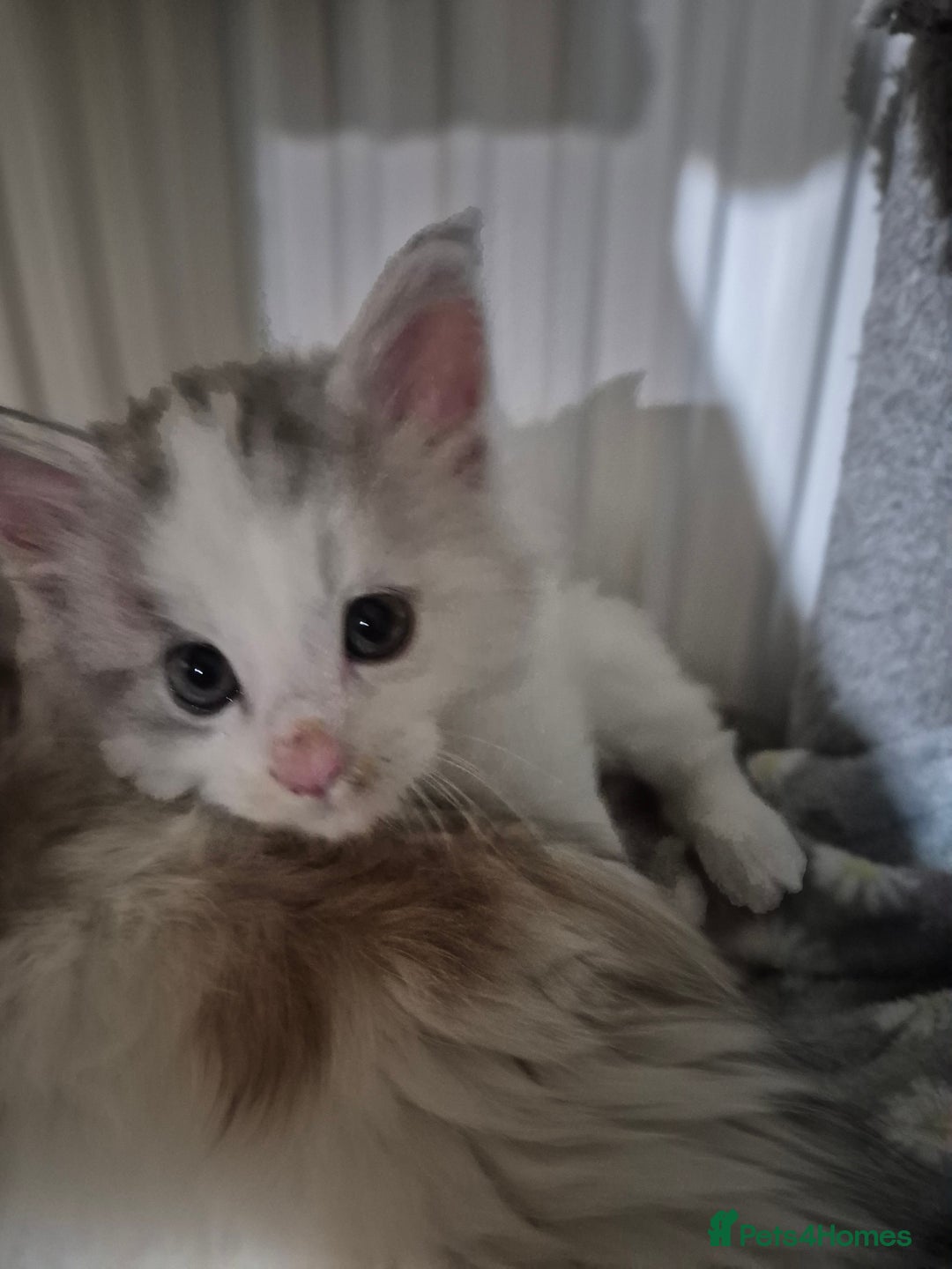 Maine Coon cats for sale: Maine coon kittens  - Advert 5