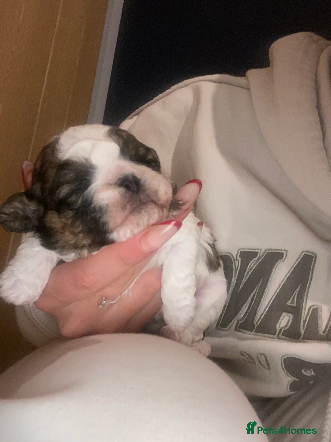 Shih Tzu dogs for sale: X2 beautiful female shihtzu puppies  - Advert 6