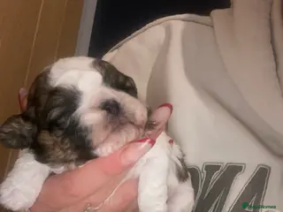 Shih Tzu dogs X2 beautiful female shihtzu puppies - Advert 8