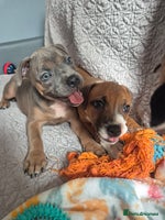 Staffordshire Bull Terrier dogs - Advert 1