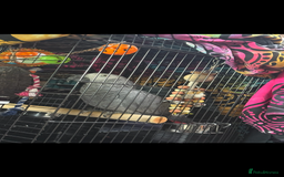 Parrots birds for sale: African grey male full set up  - Image 3