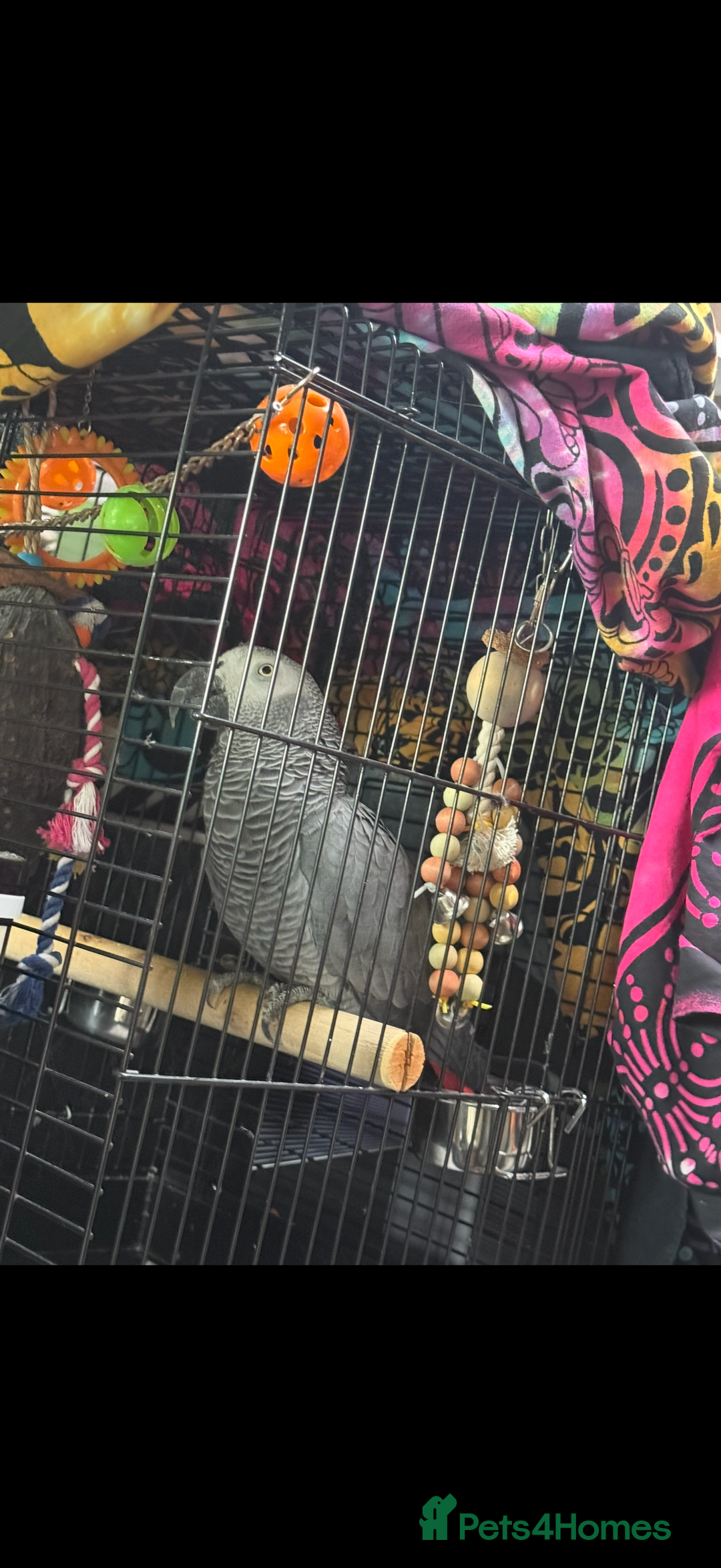 Parrots birds for sale: African grey male full set up  - Image 3