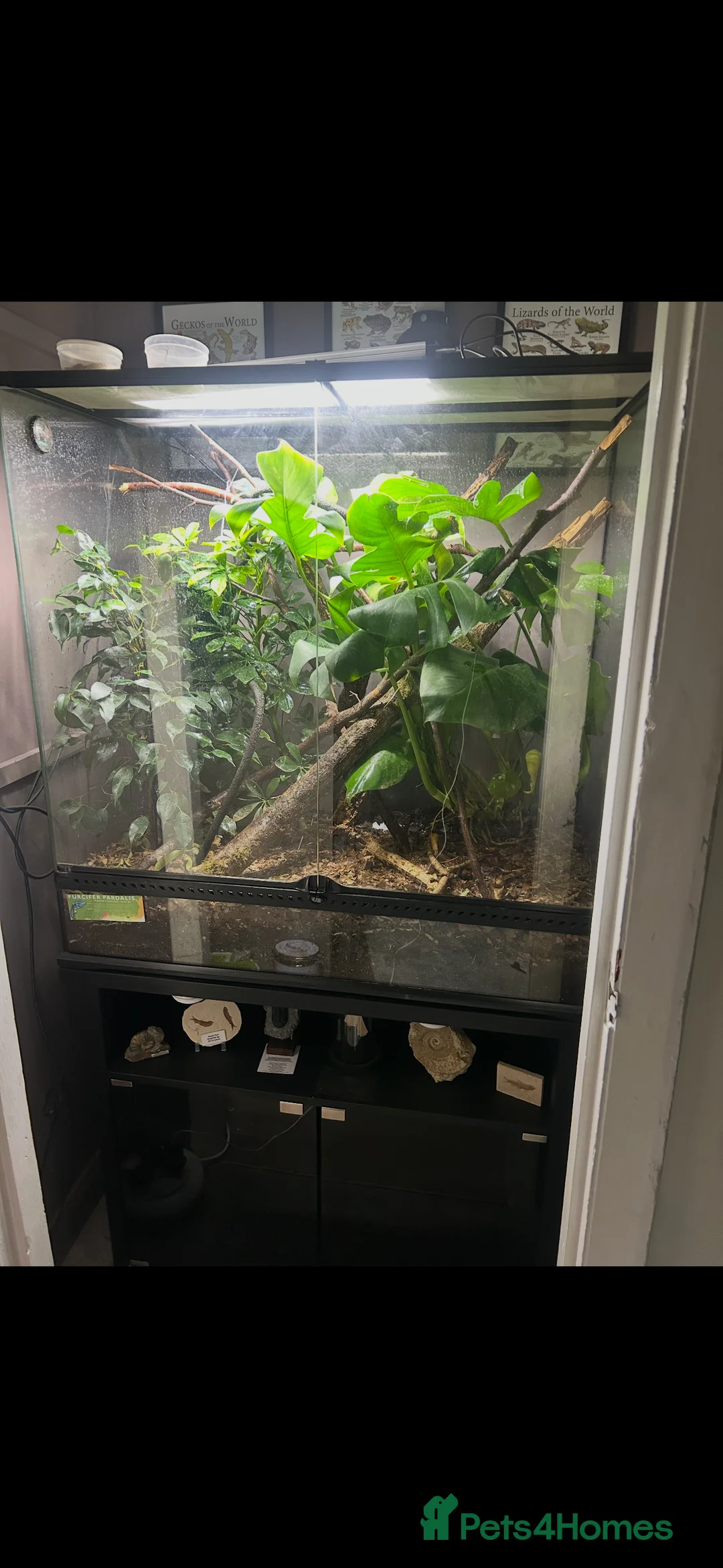 Chameleon reptiles for sale: CB25 Nosy Be Panther Chameleon  - Advert 4