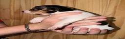 Jack Russell dogs for sale: 5 Stunning Tradition Jack Russell Puppies - Advert 12