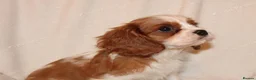 Cavalier King Charles Spaniel dogs for sale: Beautiful Cavalier King Charles Spaniel Puppies in Liverpool - Advert 18