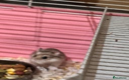 Hamster rodents for sale: 2 female Russian drawf for sale - Advert 2