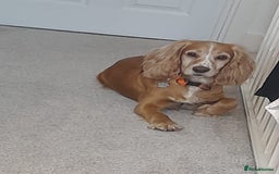 Cocker Spaniel dogs for sale: Adorable Loving Cocker Spaniel  - Image 2