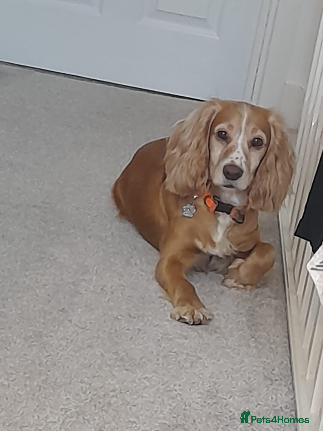 Cocker Spaniel dogs for sale: Adorable Loving Cocker Spaniel  - Image 2
