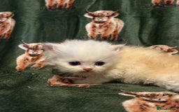 Persian cats for sale: 🌟 Trio of Precious, Purebred Persian Kittens 🌟 - Image 7
