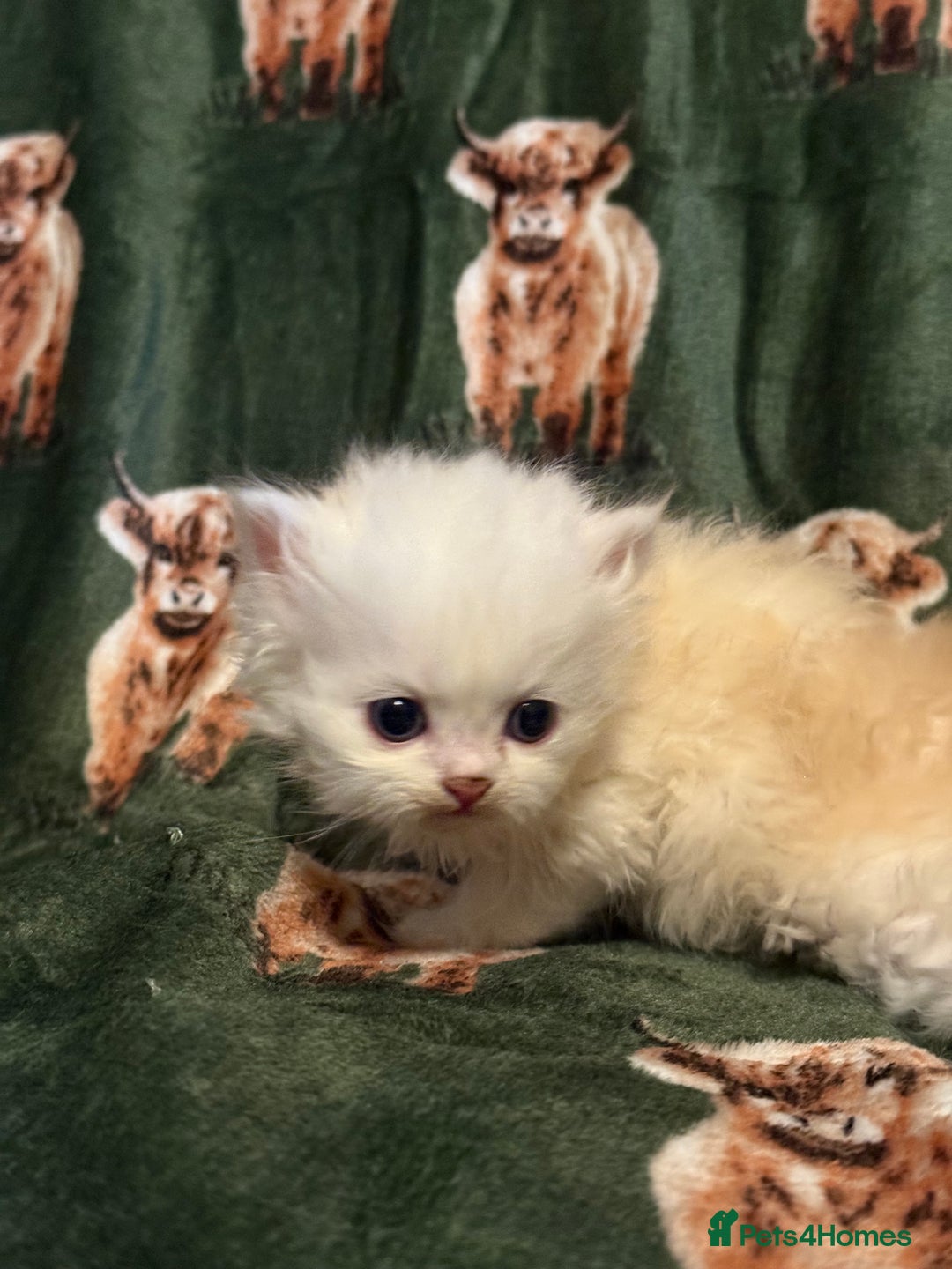 Persian cats for sale: 🌟 Trio of Precious, Purebred Persian Kittens 🌟 - Image 7