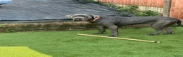 Cane Corso dogs for sale: 3 year old Cane Corso - Advert 2