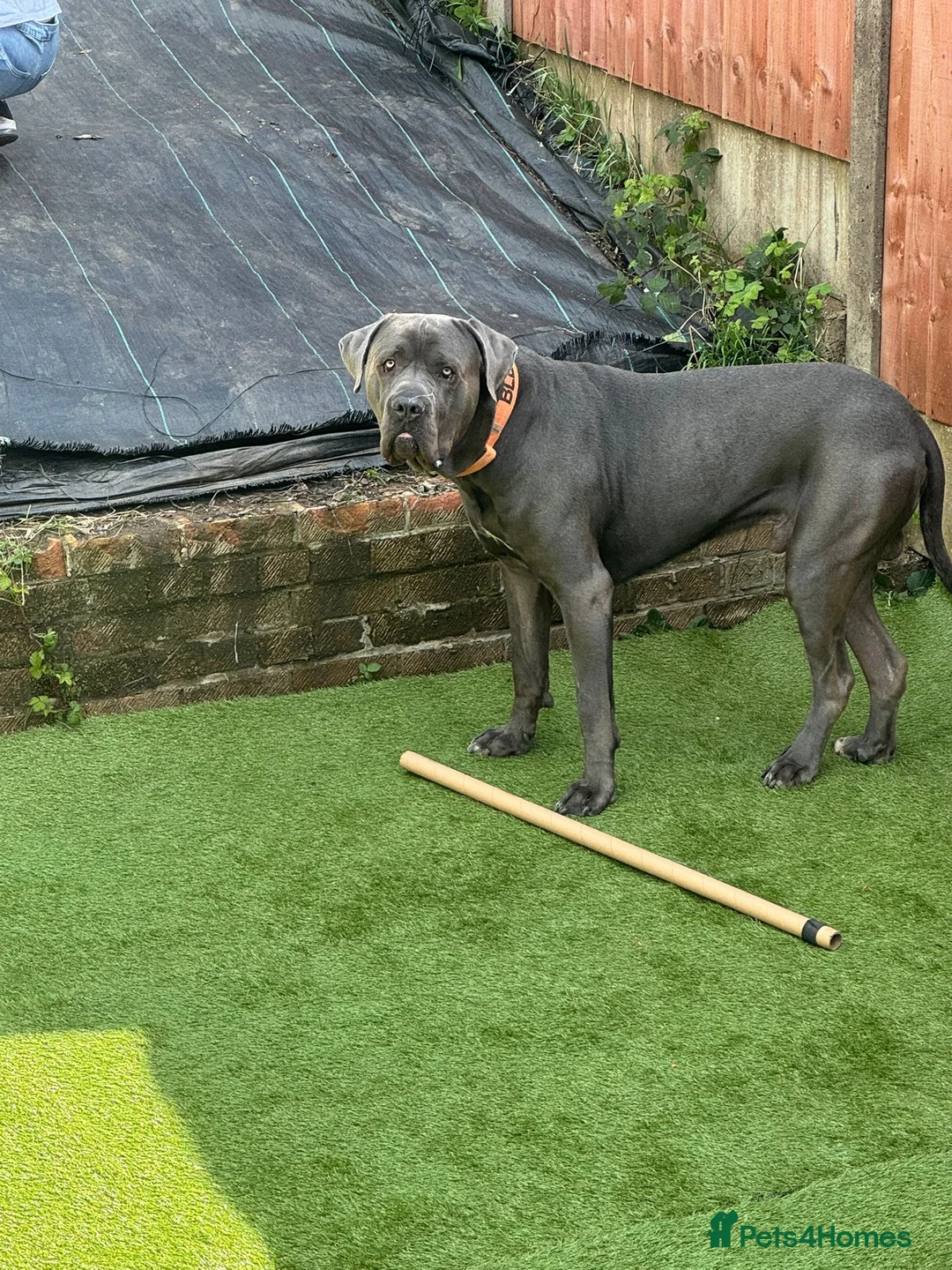 Cane Corso dogs for sale: 3 year old Cane Corso - Advert 2