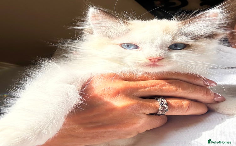 Ragdoll cats - Advert 9