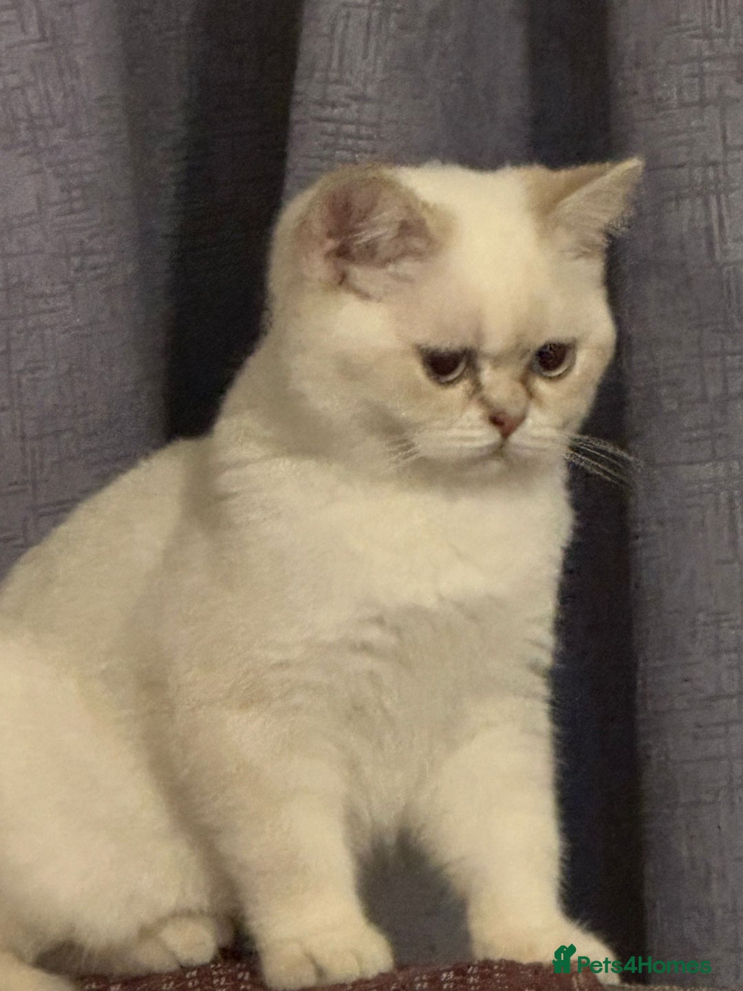British Shorthair cats for sale: CUTE BRITISH SHORT HAIR LOOKING FOR FOREVER HOME - Image 13