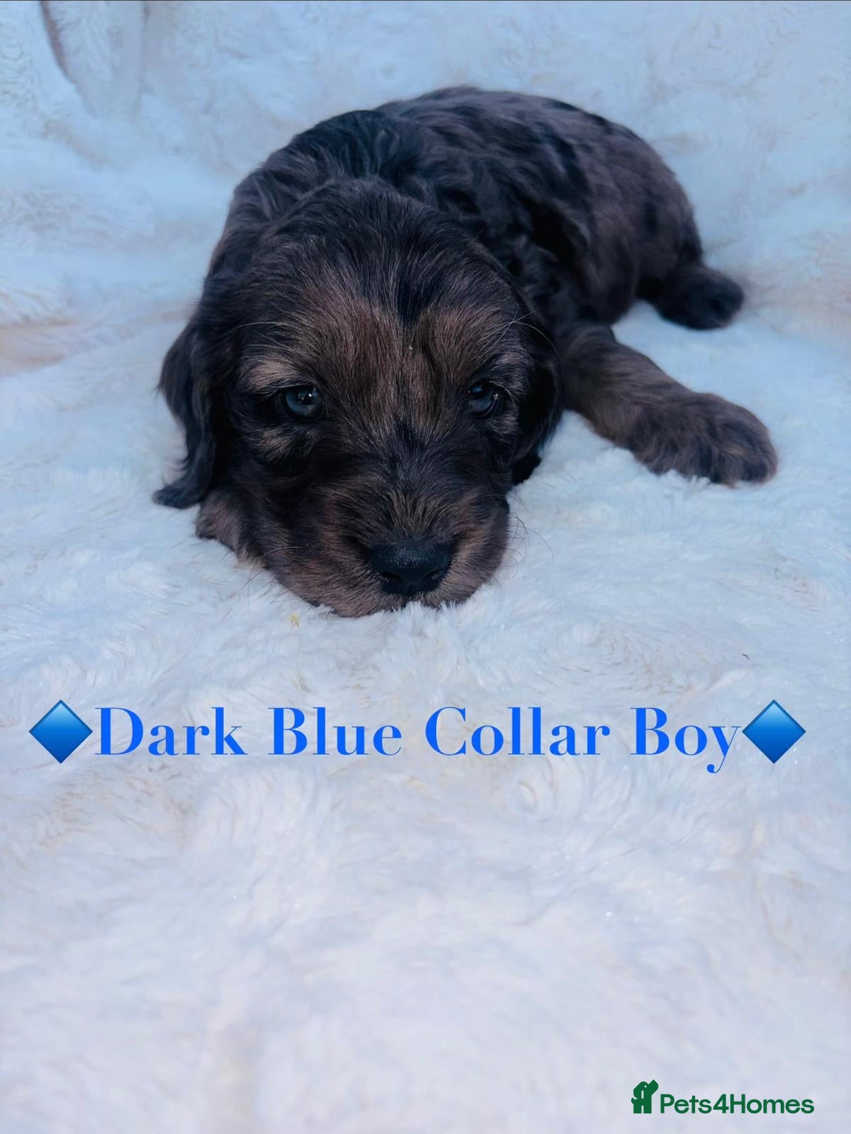 Cockapoo dogs Beautiful F1 Cockapoo Puppies 5 Girls 4 Boys - Advert 8