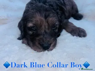 Cockapoo dogs Beautiful F1 Cockapoo Puppies 5 Girls 4 Boys - Advert 8