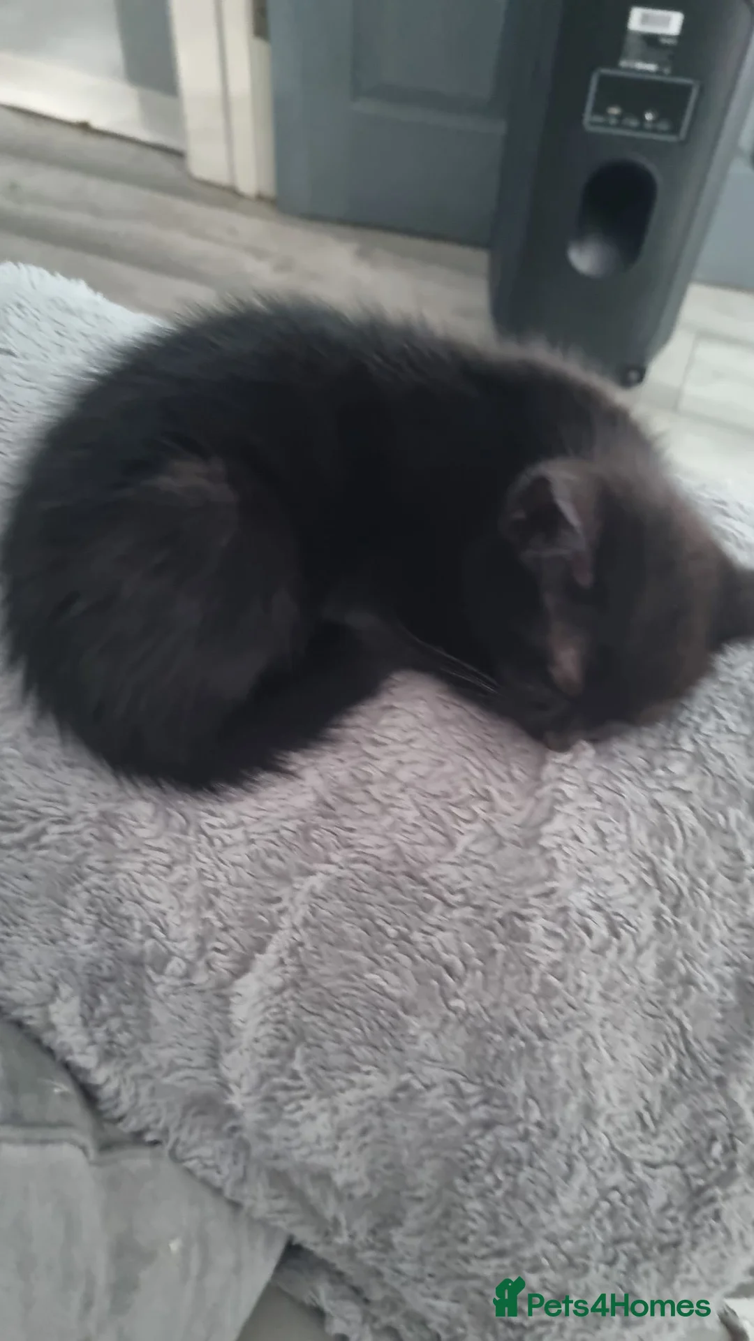 Domestic Shorthair cats for sale: 2 black kittens need new homes.  ** s in Luton - Advert 2