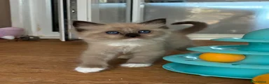Ragdoll 2