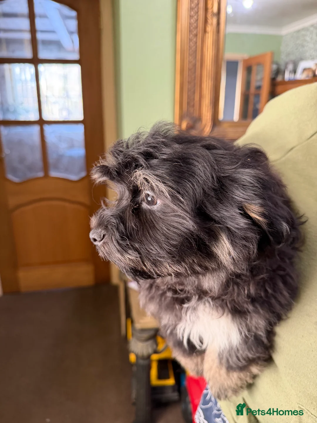 Havanese dogs for sale: ***Beautiful Havanese Puppies *** - Advert 35