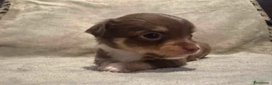 Chihuahua 4