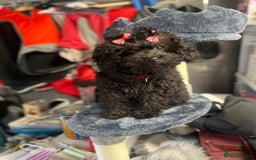 Mixed Breed dogs for sale: Asian toy poodle black boy  - Image 5