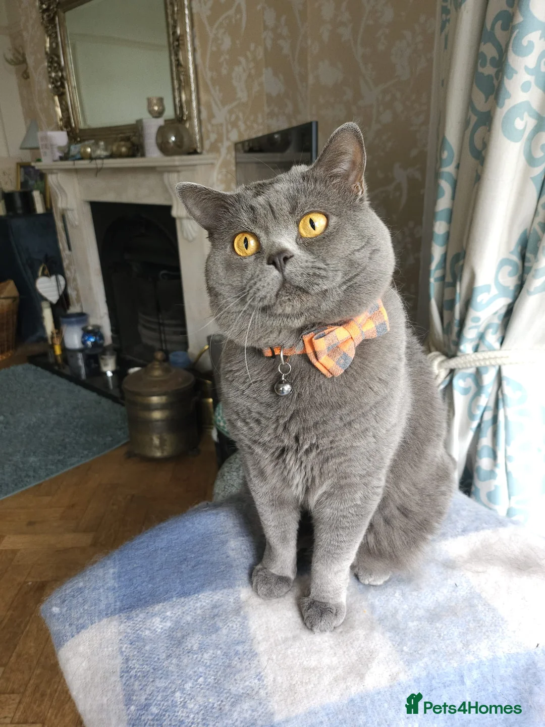 British Shorthair cats for stud: 🐾 Meet Theodore – Available for Stud 🐾 in Liverpool - Advert 1