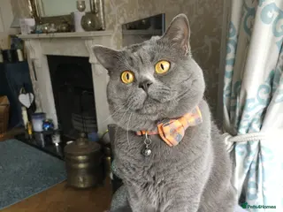 British Shorthair cats 🐾 Meet Theodore – Available for Stud 🐾 in Liverpool - Advert 1